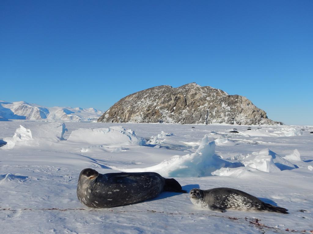 Madre e cucciolo di foca di Weddell. Sullo sfondo Kay Island. Copyright PNRA.